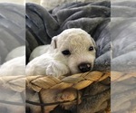 Small Photo #9 Bichon Frise Puppy For Sale in JENSEN, UT, USA