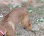 Small #12 Labrador Retriever-Rhodesian Ridgeback Mix