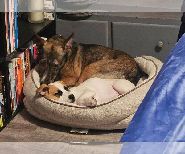 Medium Photo #3 Mutt Puppy For Sale in New London, WI, USA