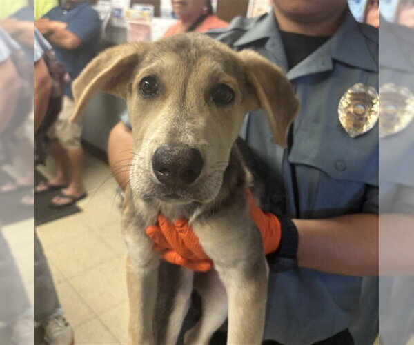 Medium Photo #1 German Shepherd Dog Puppy For Sale in Stockton, CA, USA