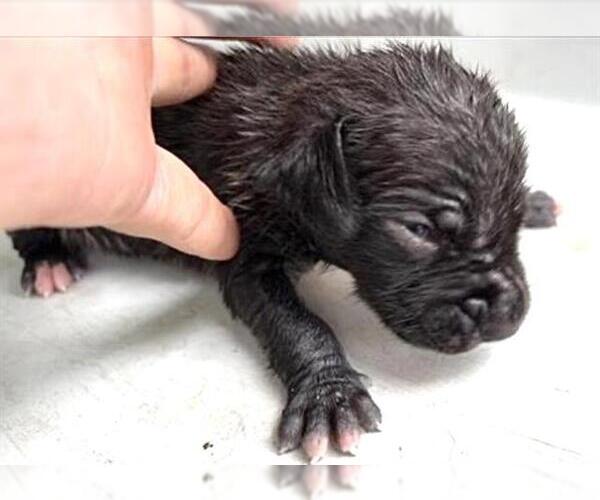 Medium Photo #1 Australian Kelpie Puppy For Sale in Houston, TX, USA