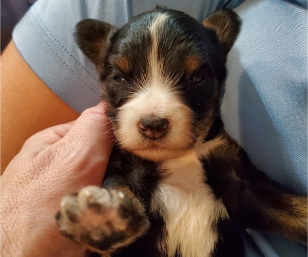 Medium Photo #12 Bernedoodle (Miniature) Puppy For Sale in LEETONIA, OH, USA