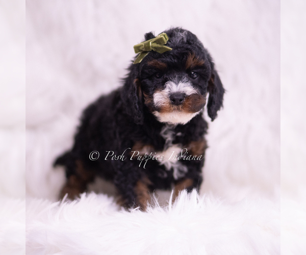 Medium Photo #61 Poodle (Toy) Puppy For Sale in WARSAW, IN, USA