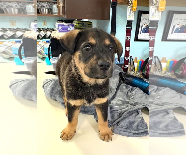 Medium Photo #1 Anatolian Shepherd-Rottweiler Mix Puppy For Sale in Amarillo, TX, USA