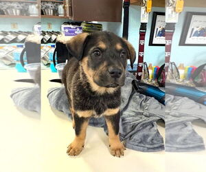Anatolian Shepherd-Rottweiler Mix Dogs for adoption in Amarillo, TX, USA