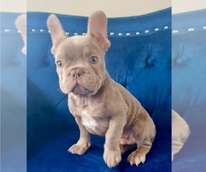 French Bulldog Puppy for sale in VENICE, LA, USA