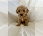 Small Photo #3 Cavapoo Puppy For Sale in CANON CITY, CO, USA