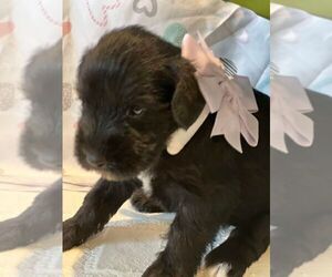 Schnauzer (Miniature) Puppy for sale in BROKEN ARROW, OK, USA