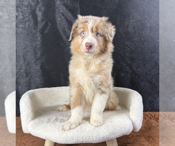 Medium Photo #11 Australian Shepherd Puppy For Sale in OCALA, FL, USA