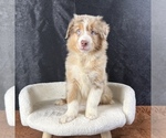 Small #10 Australian Shepherd