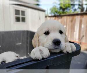 English Cream Golden Retriever Puppy for sale in CITRUS HEIGHTS, CA, USA