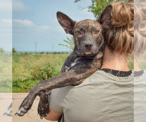 Fenway - Male Bo-Dach Dog for Adoption - Photo #6