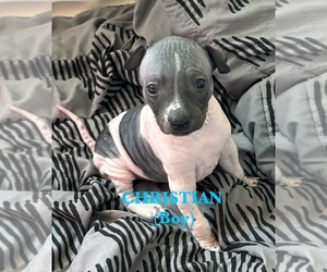 American Hairless Terrier Litter for sale in MURRIETA, CA, USA