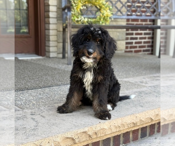 Medium Photo #1 Bernedoodle Puppy For Sale in WOLCOTT, IN, USA