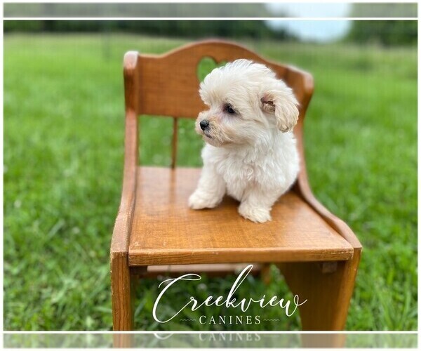 Medium Photo #6 Maltipoo Puppy For Sale in NIANGUA, MO, USA
