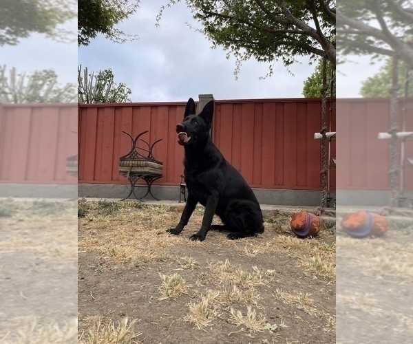 Medium Photo #34 German Shepherd Dog Puppy For Sale in HAYWARD, CA, USA