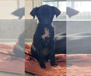 Labrador Retriever-Unknown Mix Dogs for adoption in San Antonio, TX, USA