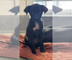 Small Labrador Retriever Mix