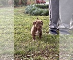 Small Photo #21 American Bully Puppy For Sale in SNELLVILLE, GA, USA