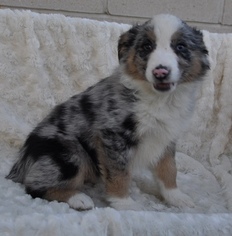 Australian Shepherd Puppy for sale in ATWOOD, IL, USA