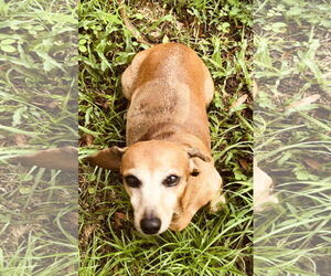 Dachshund Dogs for adoption in Tampa, FL, USA