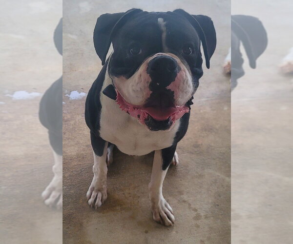 Medium Photo #3 Boxer Puppy For Sale in Austin, TX, USA