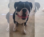 Small #2 Boxer