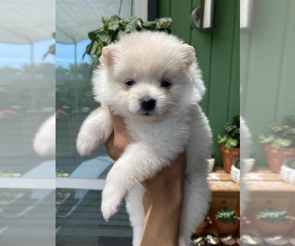 Medium Photo #1 Pomeranian Puppy For Sale in ARLINGTON, TX, USA