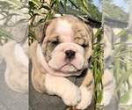 Small Photo #6 Bulldog Puppy For Sale in JACKSONVILLE, FL, USA