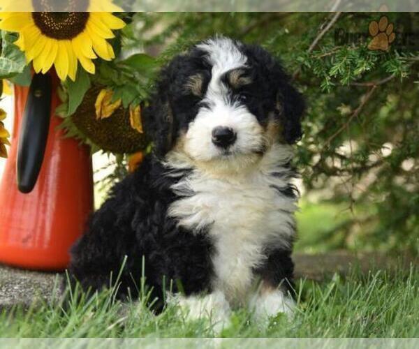 Medium Photo #4 Miniature Bernedoodle Puppy For Sale in MILLERSBURG, OH, USA