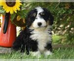 Small Photo #4 Miniature Bernedoodle Puppy For Sale in MILLERSBURG, OH, USA
