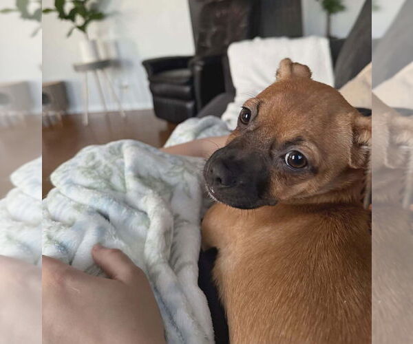 Medium Photo #8 Mutt Puppy For Sale in Plymouth, MN, USA