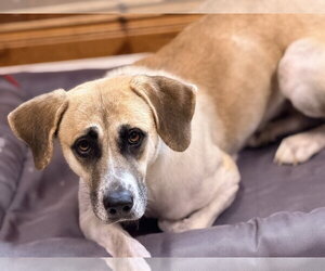 Anatolian Shepherd-Unknown Mix Dogs for adoption in Raleigh, NC, USA