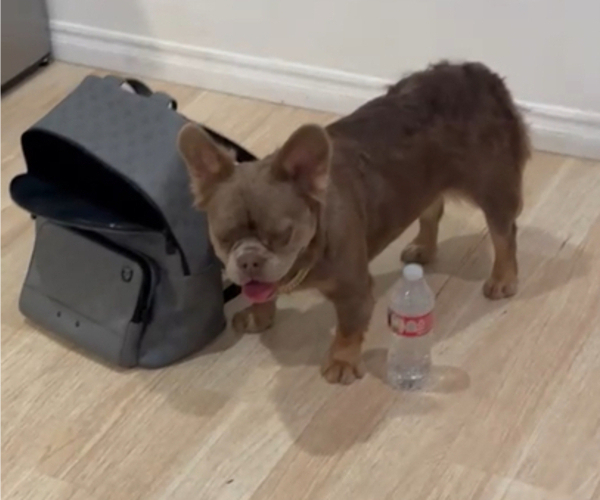 Medium Photo #2 French Bulldog Puppy For Sale in SAN MARINO, CA, USA