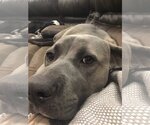 Small #3 Mutt