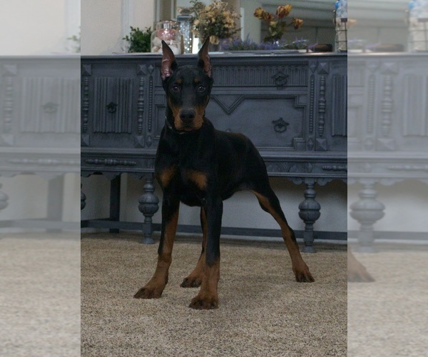 Medium Photo #3 Doberman Pinscher Puppy For Sale in WARSAW, IN, USA