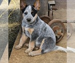 Puppy Annabelle Australian Cattle Dog