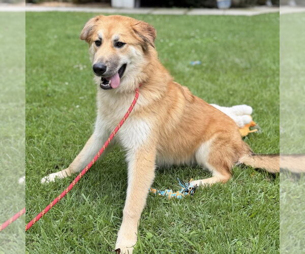 Medium Photo #2 Great Pyrenees Puppy For Sale in Yardley, PA, USA