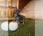 Puppy 4 French Bulldog