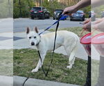 Small #17 Bull Terrier-Huskies  Mix