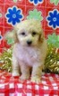 Small Photo #1 Maltese-Poodle (Toy) Mix Puppy For Sale in CONOWINGO, MD, USA