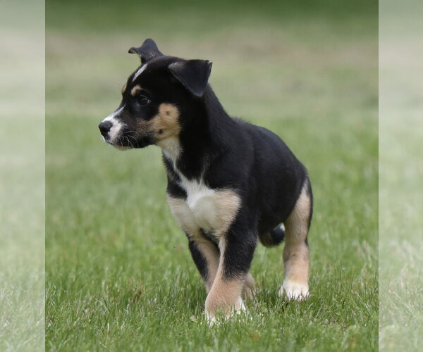 Medium Photo #2 Australian Shepherd-Unknown Mix Puppy For Sale in Mechanicsburg, PA, USA