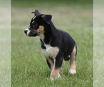 Small #1 Australian Shepherd Mix