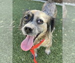 Small #2 Colonial Cocker Spaniel Mix