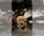 Small Photo #7 Golden Retriever Puppy For Sale in ABERDEEN, ID, USA