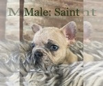 Small #7 French Bulldog