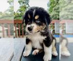 Puppy MOHAWK Miniature Australian Shepherd
