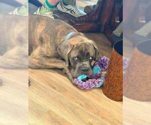 Hank (Mastiff) - Male Mastiff Dog for Adoption - Photo #3