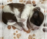 Small Photo #14 Shih Tzu Puppy For Sale in DOWNEY, CA, USA