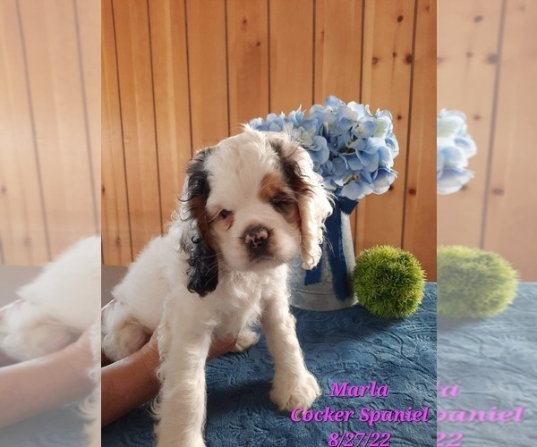Full screen Photo #1 Cocker Spaniel Puppy For Sale in SHIPSHEWANA, IN, USA